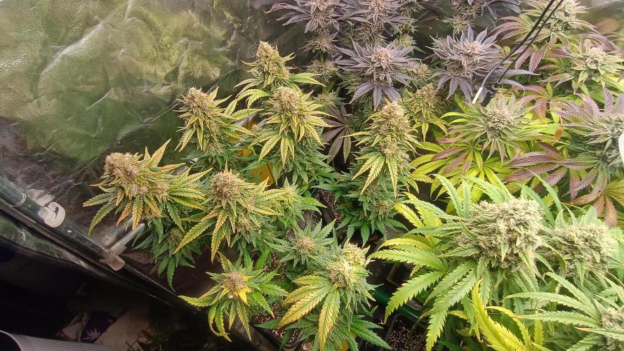 Greenhouse... dutch passion. Week 14 - Skywalker haze 