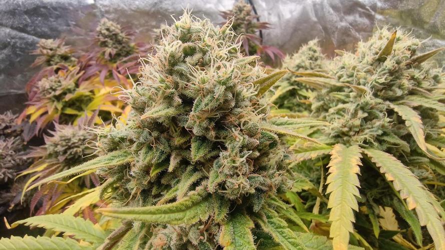 Greenhouse... dutch passion. Week 14