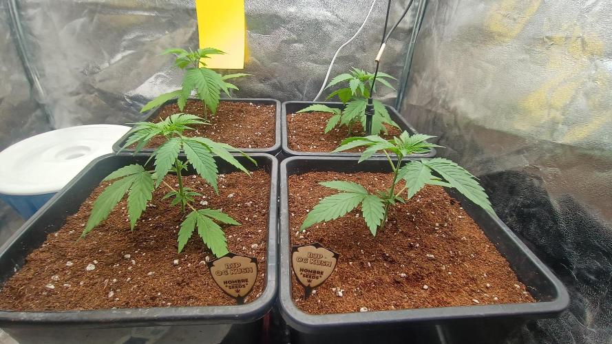 BombyJakPica. Week 2