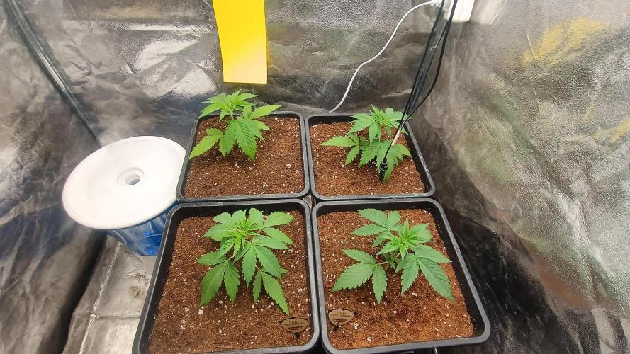 BombyJakPica. Week 2