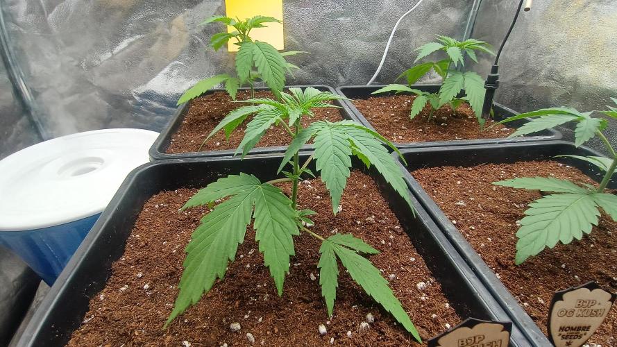 BombyJakPica. Week 2