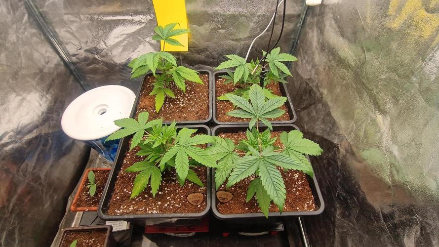 BombyJakPica. Week 3