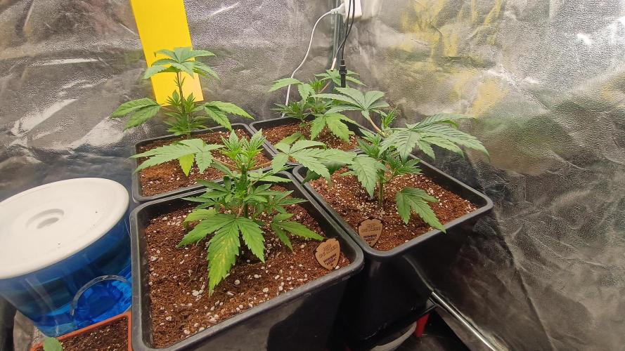 BombyJakPica. Week 3