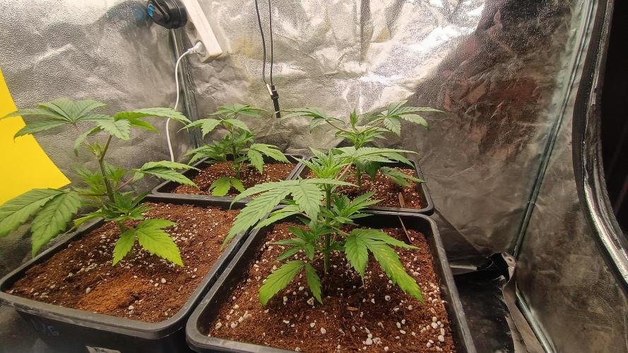 BombyJakPica. Week 3
