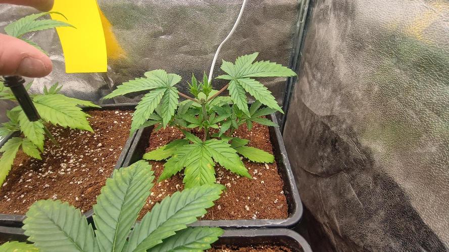 BombyJakPica. Week 3