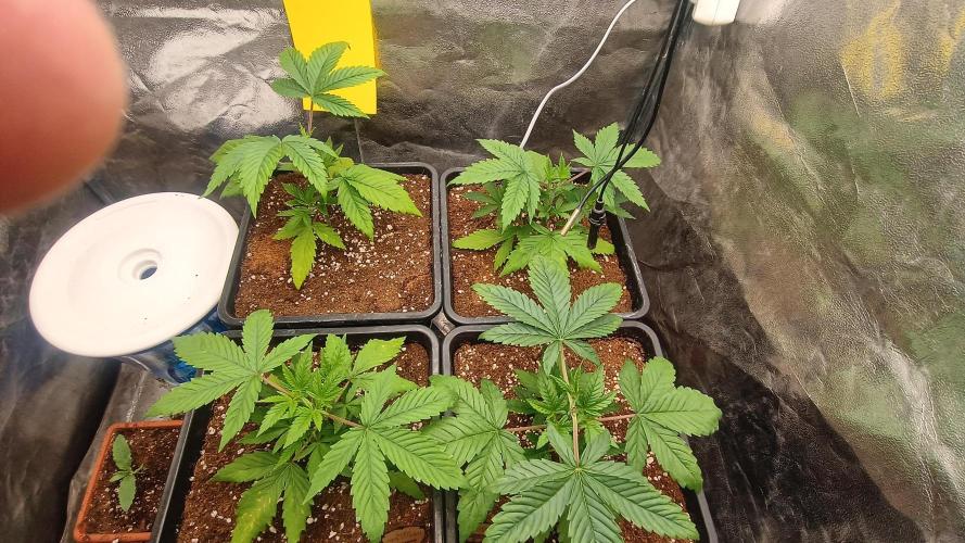 BombyJakPica. Week 3