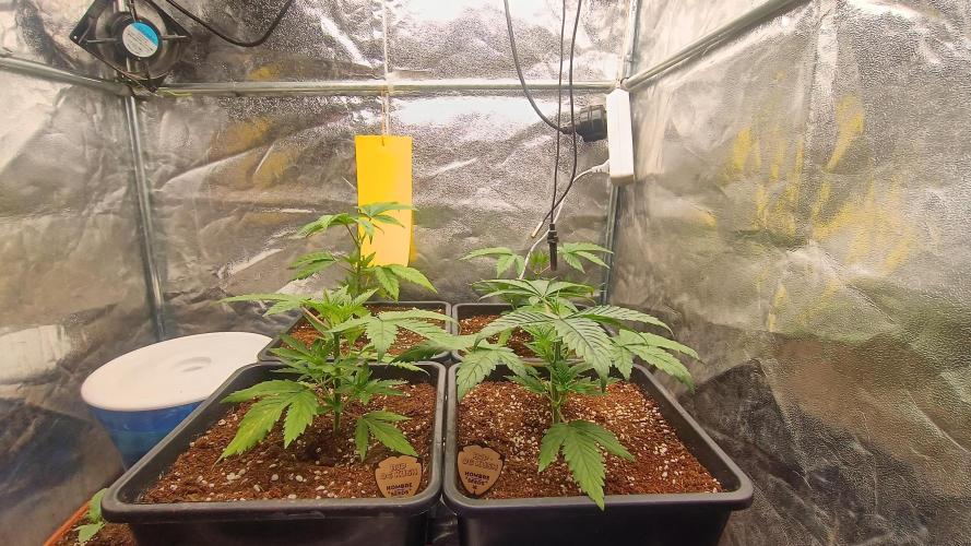 BombyJakPica. Week 3