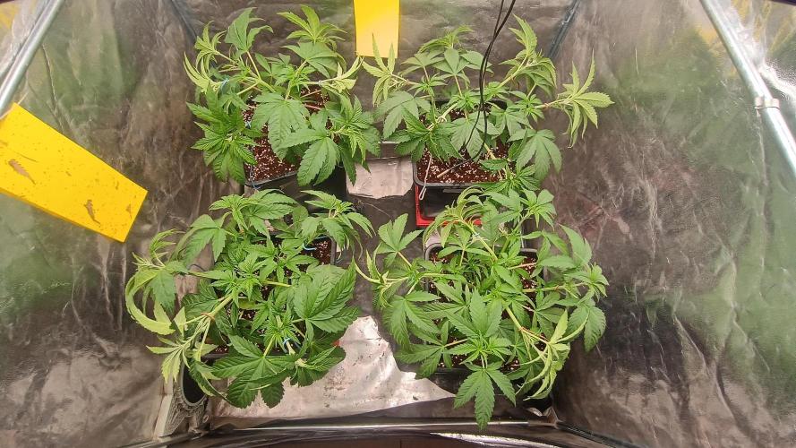 BombyJakPica. Week 4