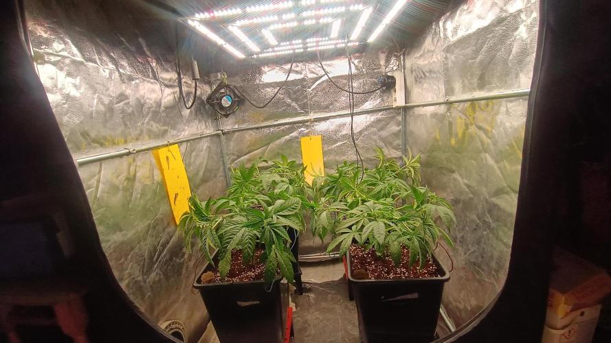 BombyJakPica. Week 4