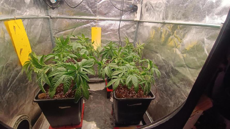 BombyJakPica. Week 4