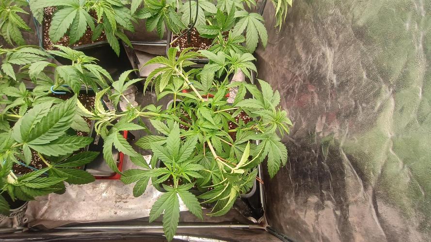 BombyJakPica. Week 4