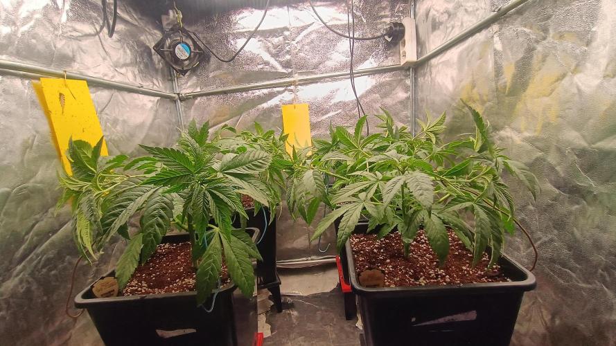 BombyJakPica. Week 4