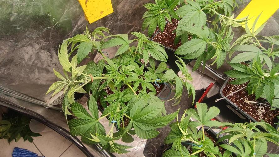 BombyJakPica. Week 4