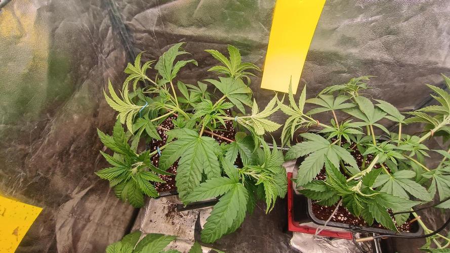 BombyJakPica. Week 4