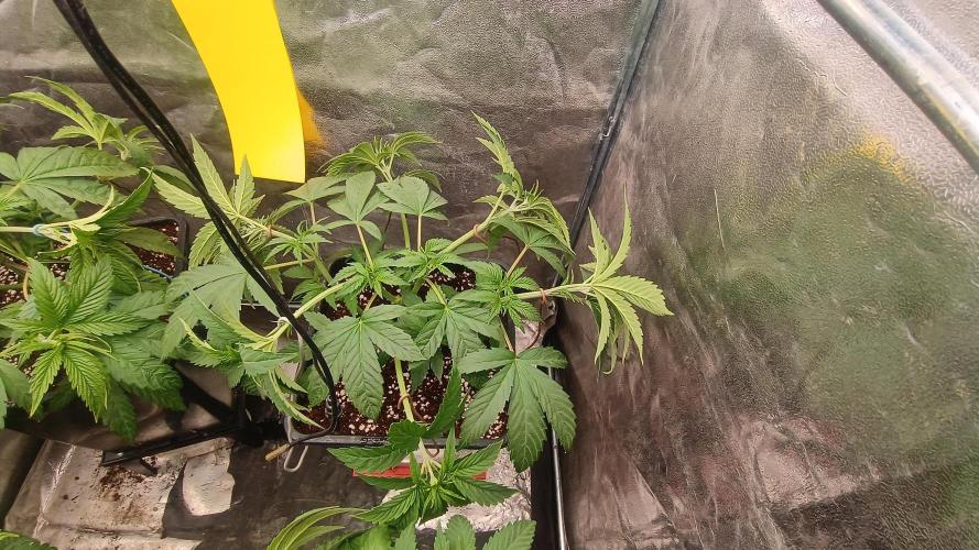 BombyJakPica. Week 4