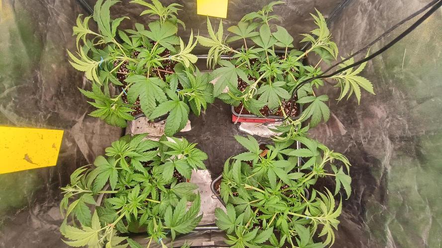BombyJakPica. Week 4