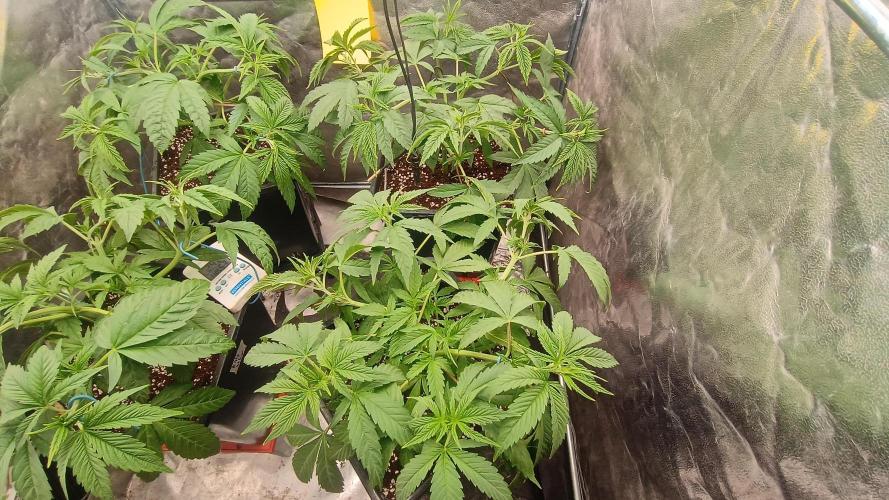 BombyJakPica. Week 4