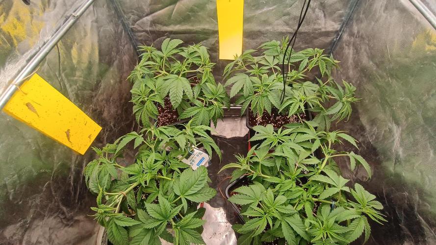 BombyJakPica. Week 4