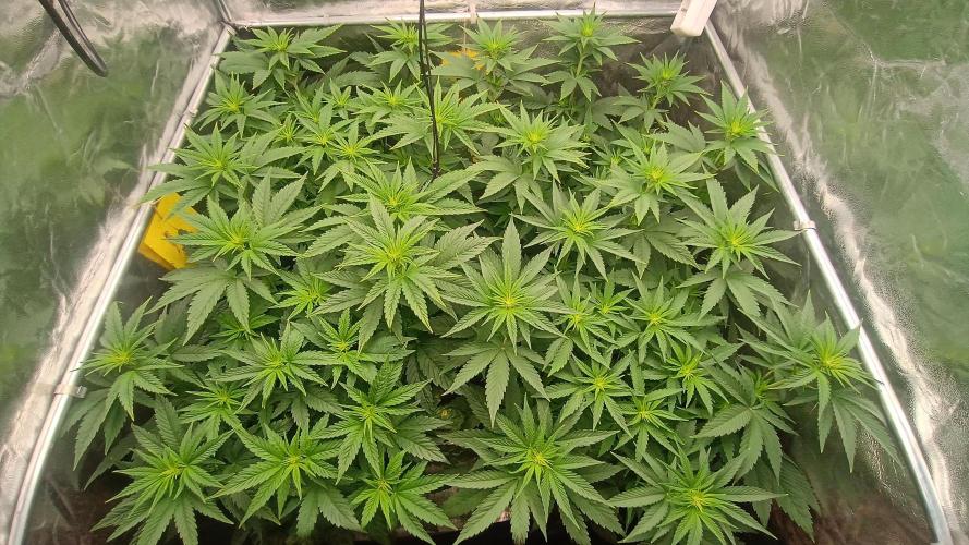 BombyJakPica. Week 5