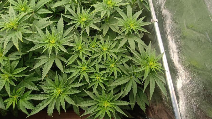 BombyJakPica. Week 5