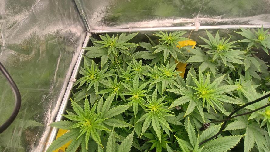BombyJakPica. Week 5