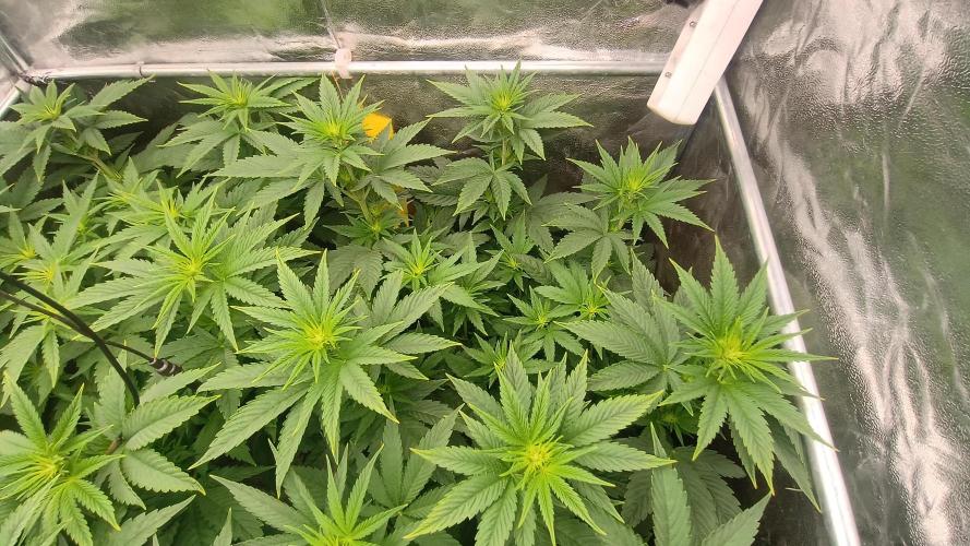 BombyJakPica. Week 5