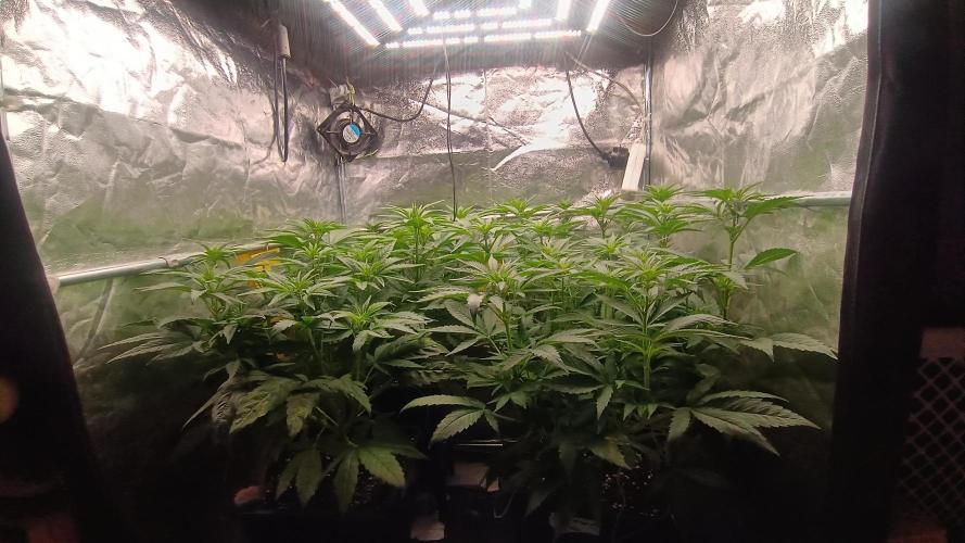 BombyJakPica. Week 5