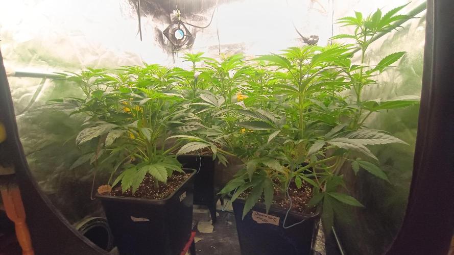 BombyJakPica. Week 5