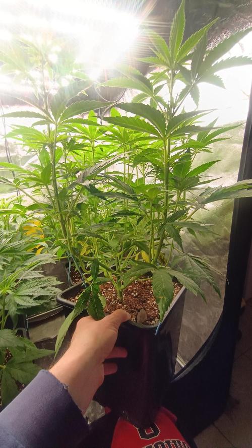 BombyJakPica. Week 5
