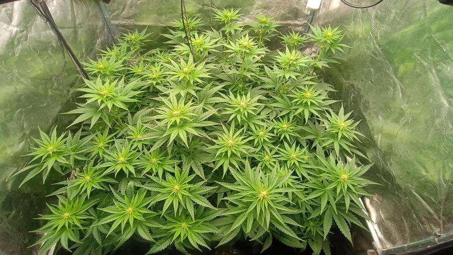 BombyJakPica. Week 6