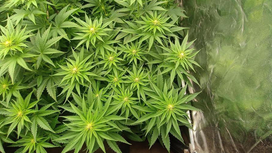 BombyJakPica. Week 6