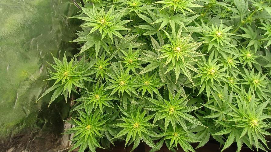 BombyJakPica. Week 6