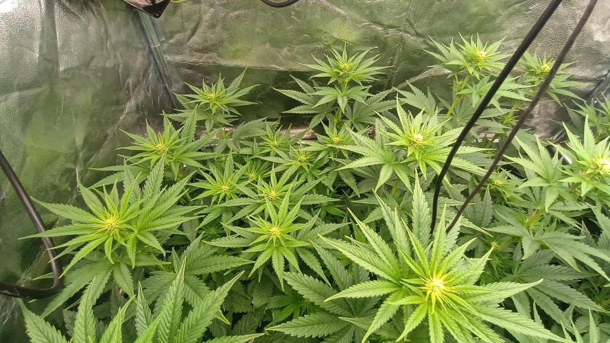 BombyJakPica. Week 6