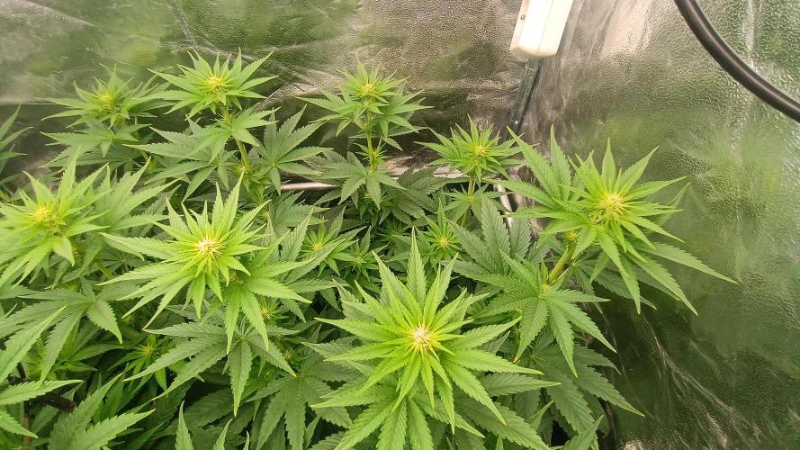 BombyJakPica. Week 6