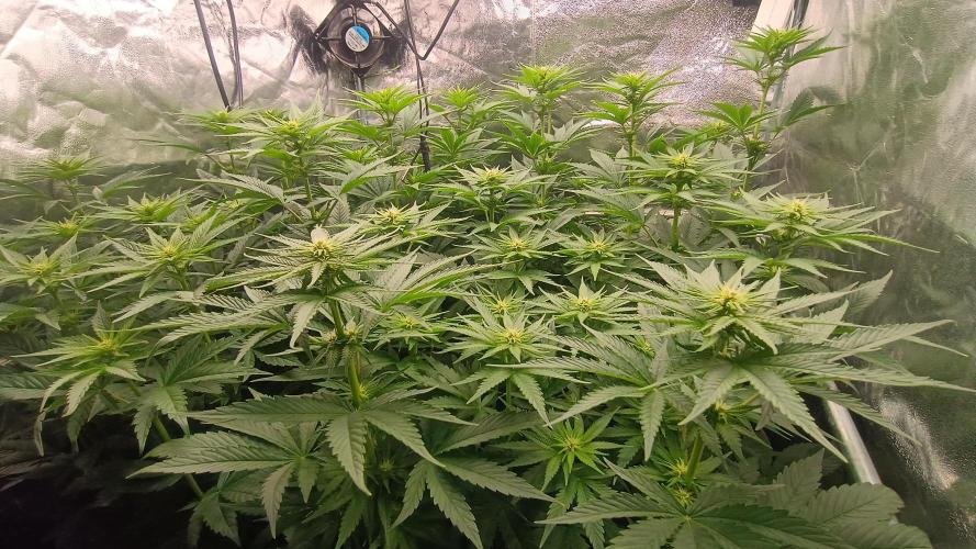 BombyJakPica. Week 6