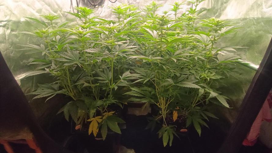 BombyJakPica. Week 6