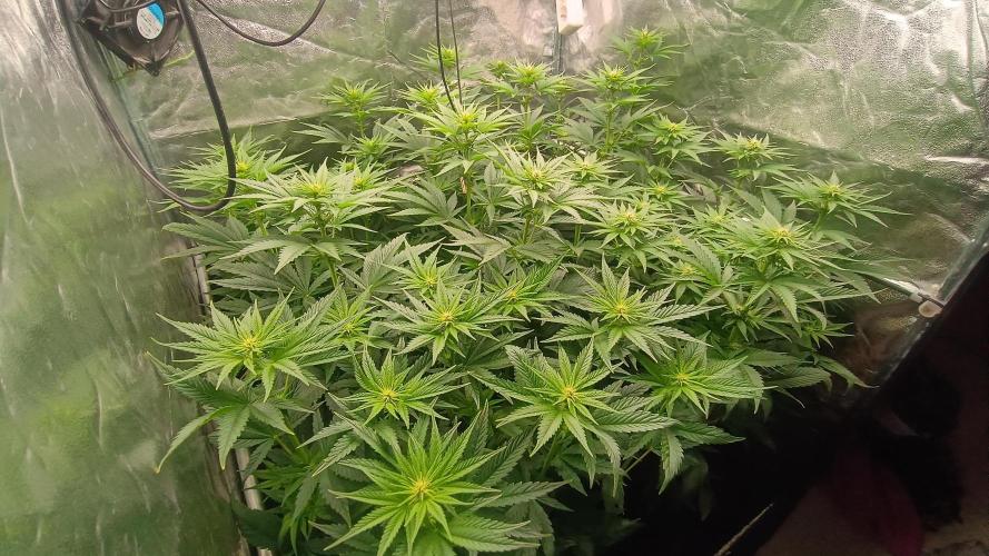 BombyJakPica. Week 6