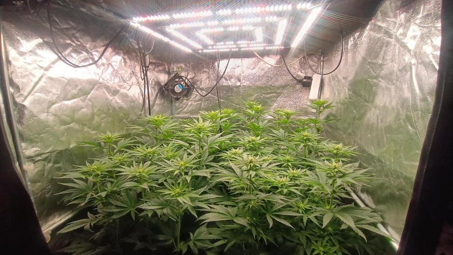 BombyJakPica. Week 6