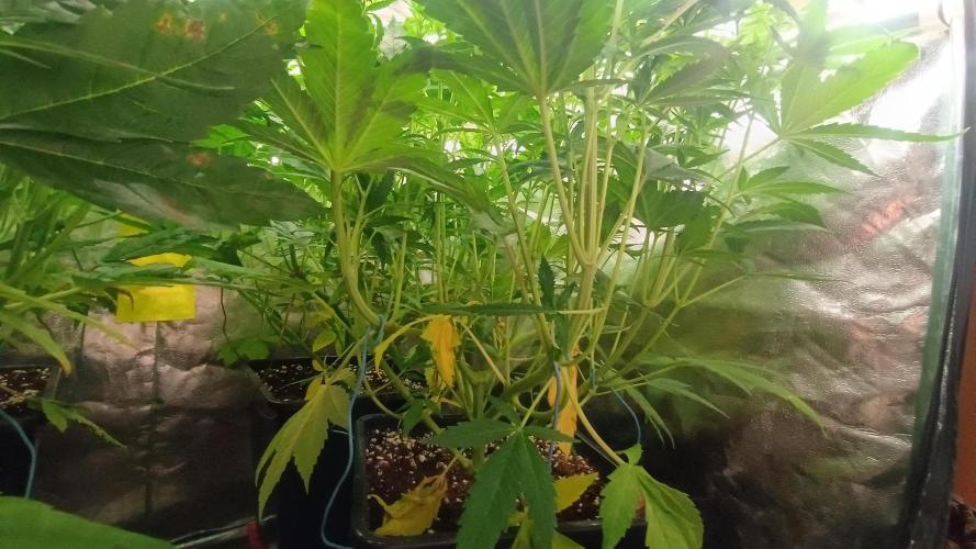 BombyJakPica. Week 6