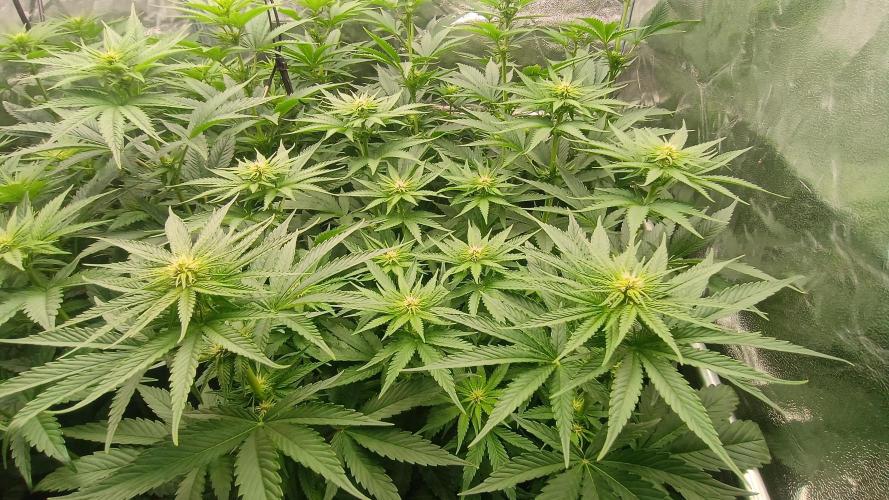 BombyJakPica. Week 6