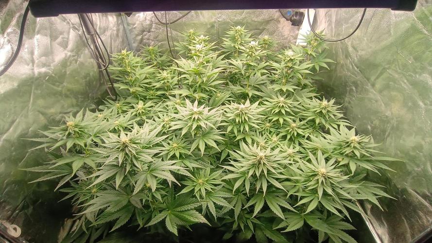 BombyJakPica. Week 7