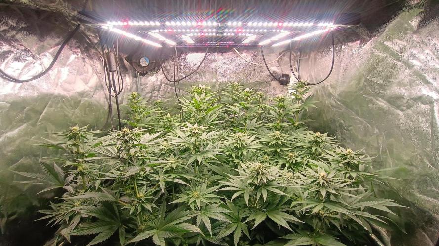 BombyJakPica. Week 7