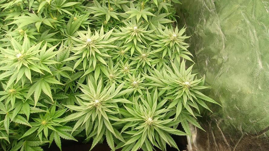 BombyJakPica. Week 7