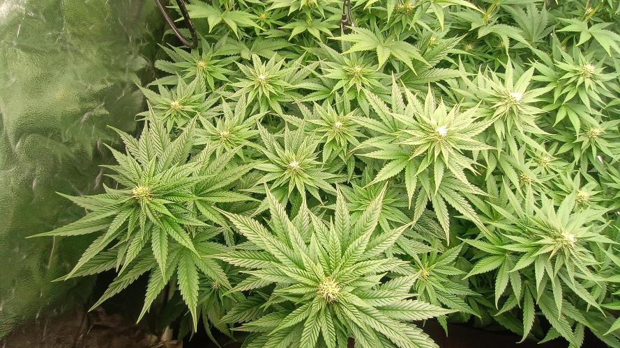 BombyJakPica. Week 7