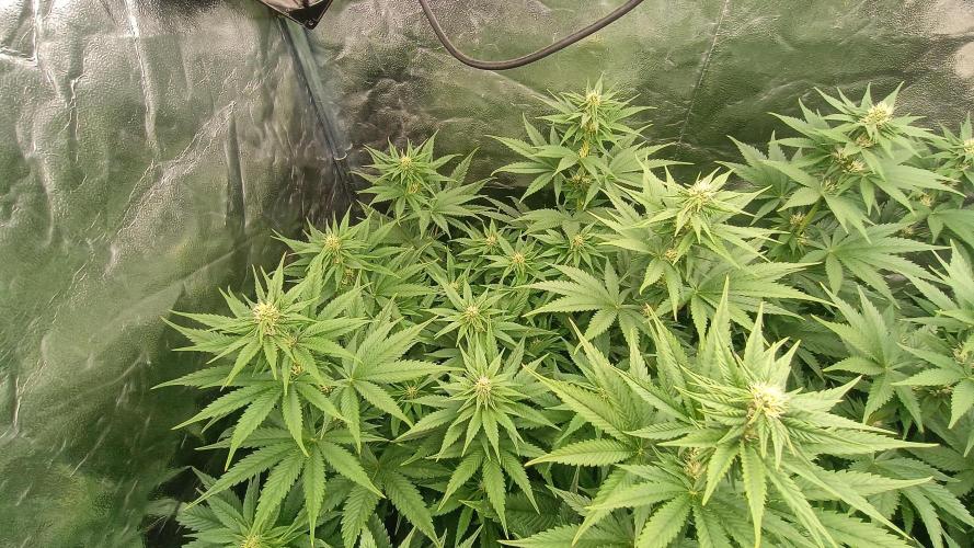 BombyJakPica. Week 7