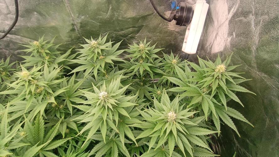 BombyJakPica. Week 7