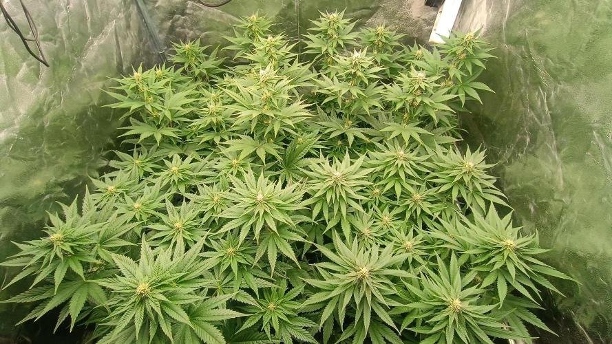 BombyJakPica. Week 7