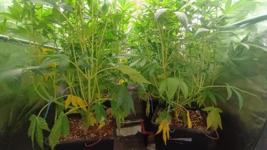 BombyJakPica. Week 7