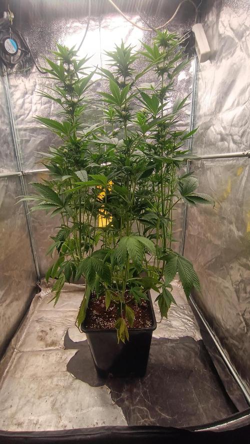 BombyJakPica. Week 7