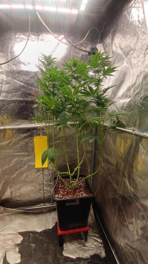 BombyJakPica. Week 7